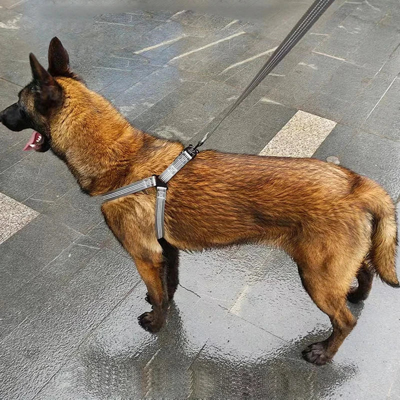A brown German Shepherd wearing a breathable reflective dog harness and leash walking on wet pavement.
