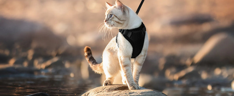Ausbruchssicherer Katzen-Geschirr mit Leine