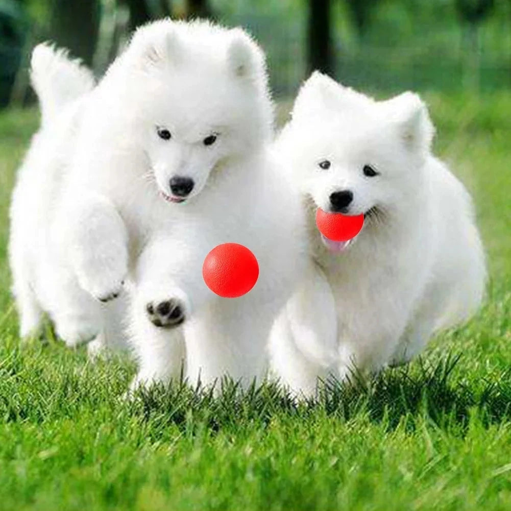 Two white fluffy dogs sitting on green grass with red rubber balls
