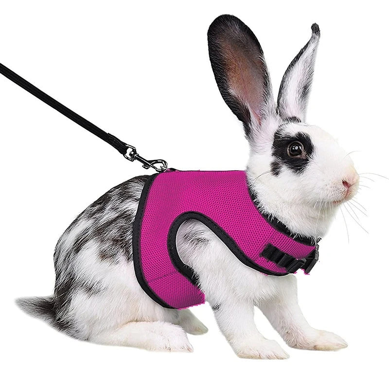 Un lapin blanc portant une laisse rose vif et une collerette noire.