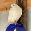 Une colombe blanche est perchée sur un support en plastique bleu fixé à un poteau en bois.
