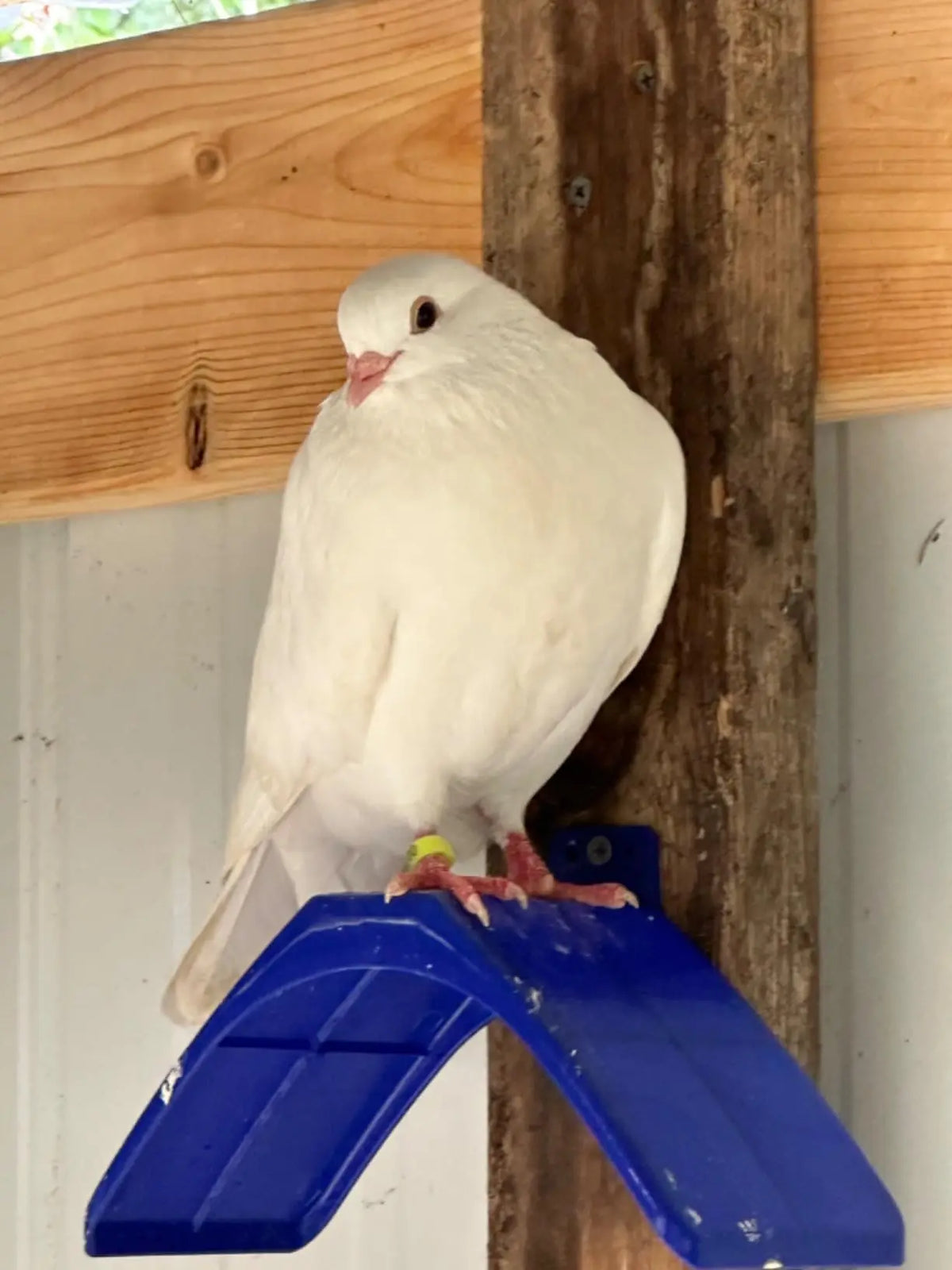 Une colombe blanche est perchée sur un support en plastique bleu fixé à un poteau en bois.