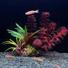 Plantas Decorativas Artificiales para Acuario