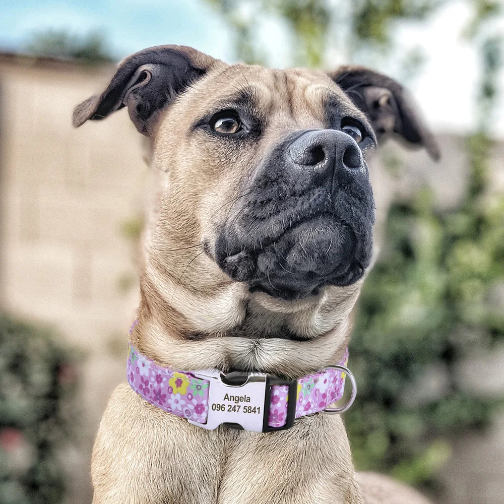 A light fawn-colored dog wearing a purple floral print collar with an engraved name tag.