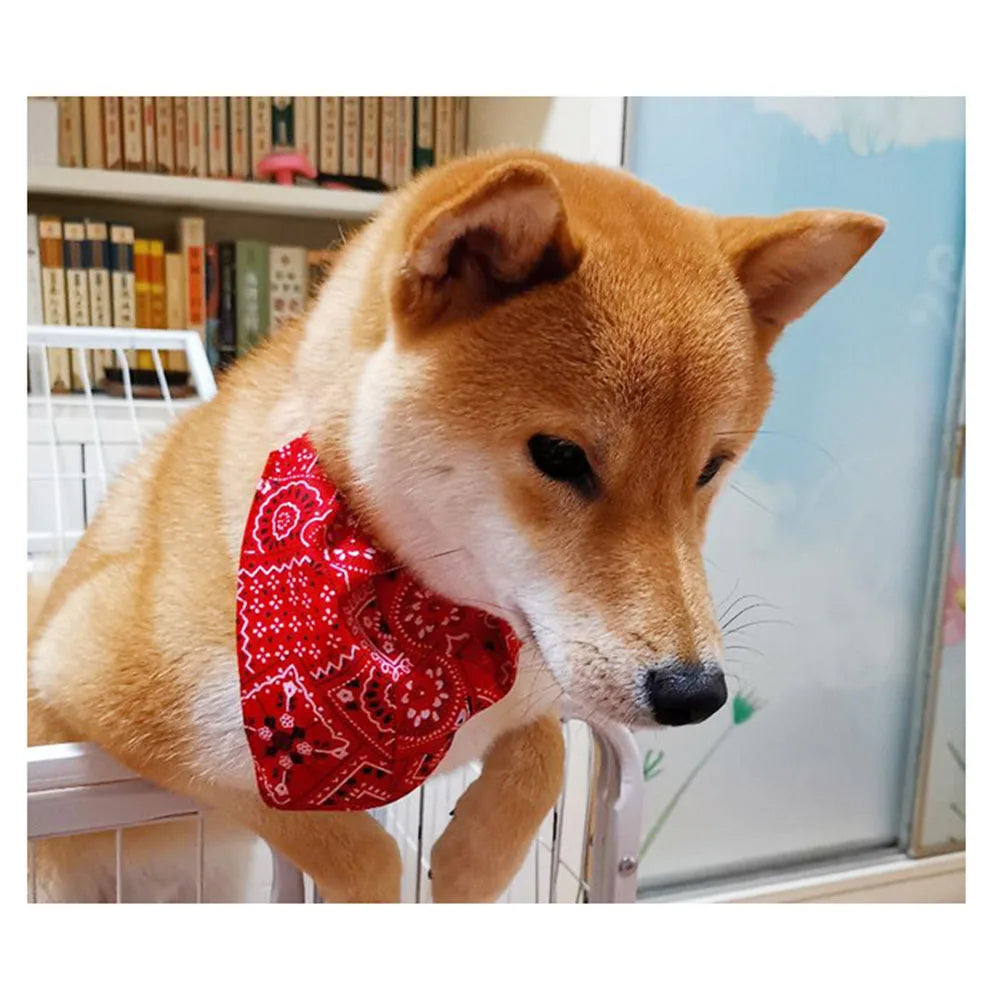 Un perro Shiba Inu naranja con una bandana estampada roja, mirando a la cámara.