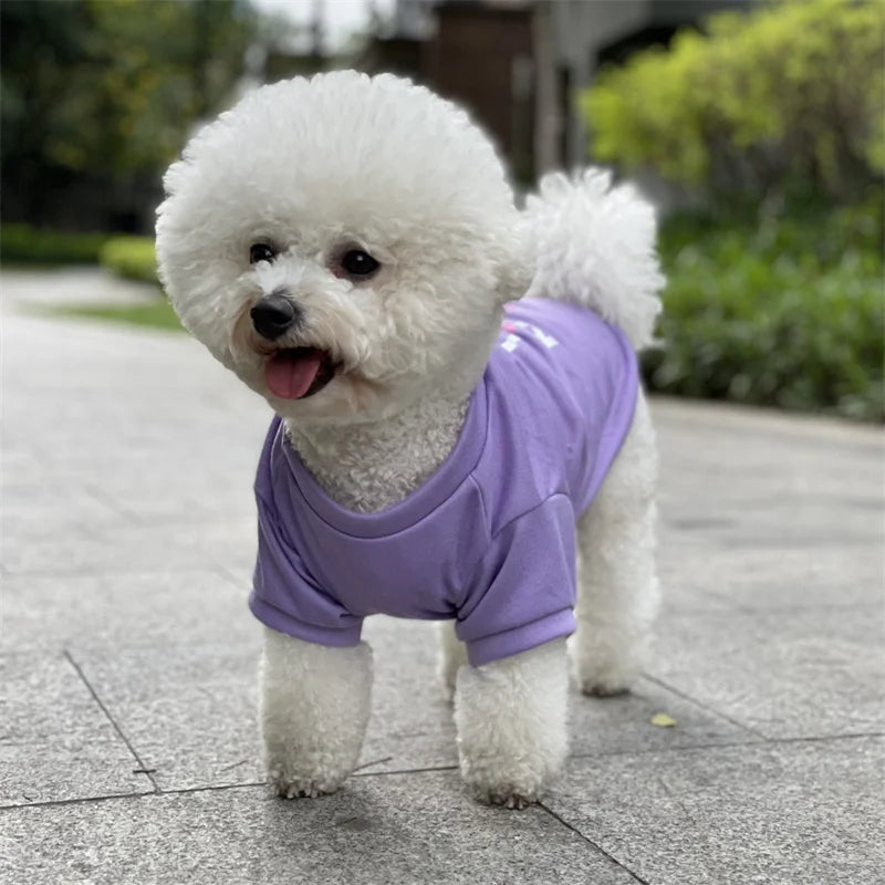A fluffy white dog wearing a purple cotton vest standing outdoors.