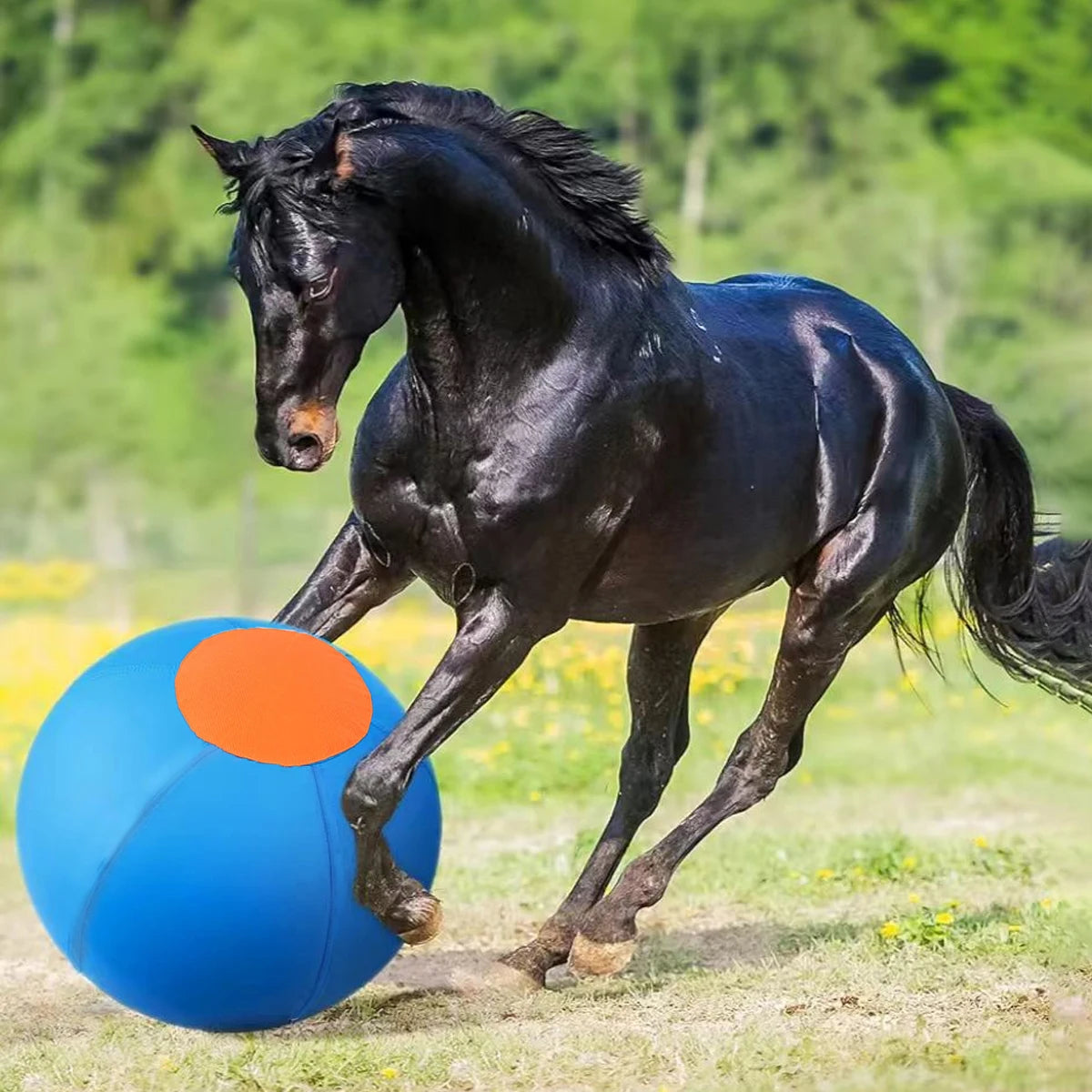 A black horse is leaping toward a large blue inflatable herding ball in a grassy field.