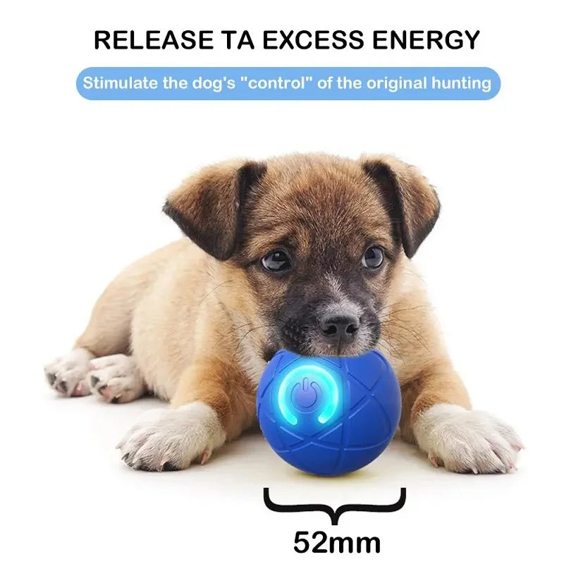 A small dog is looking at a blue interactive rolling toy ball with an illuminated light.