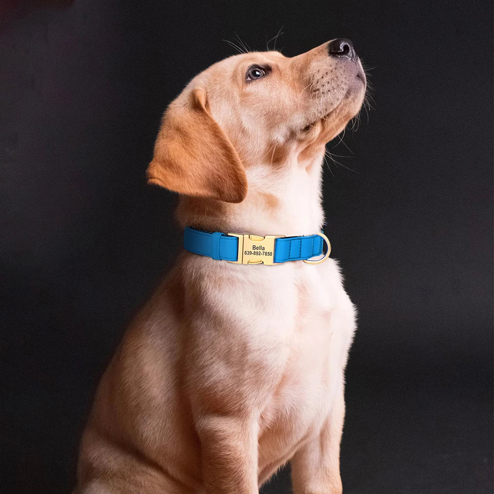 A light tan dog wearing a bright blue padded collar with custom ID engraving.