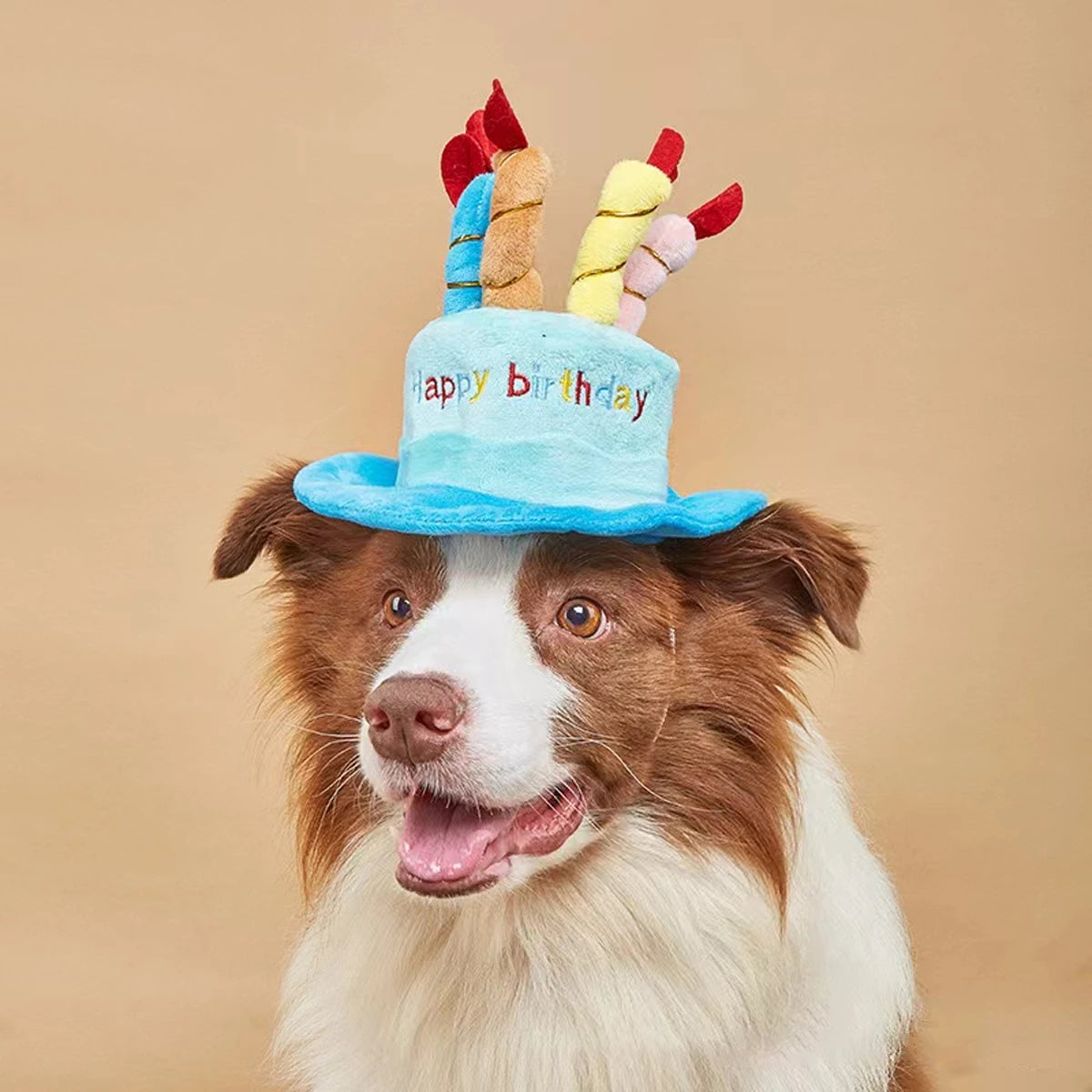 Ein braun-weißes Hund mit einer hellblauen Geburtstagshut, verziert mit bunten Pomponohren.