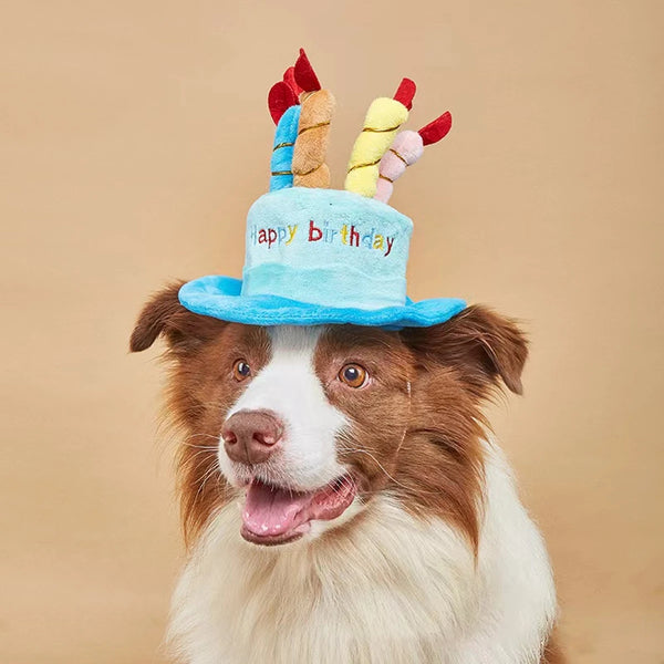 Ein braun-weißes Hund mit einer hellblauen Geburtstagshut, verziert mit bunten Pomponohren.