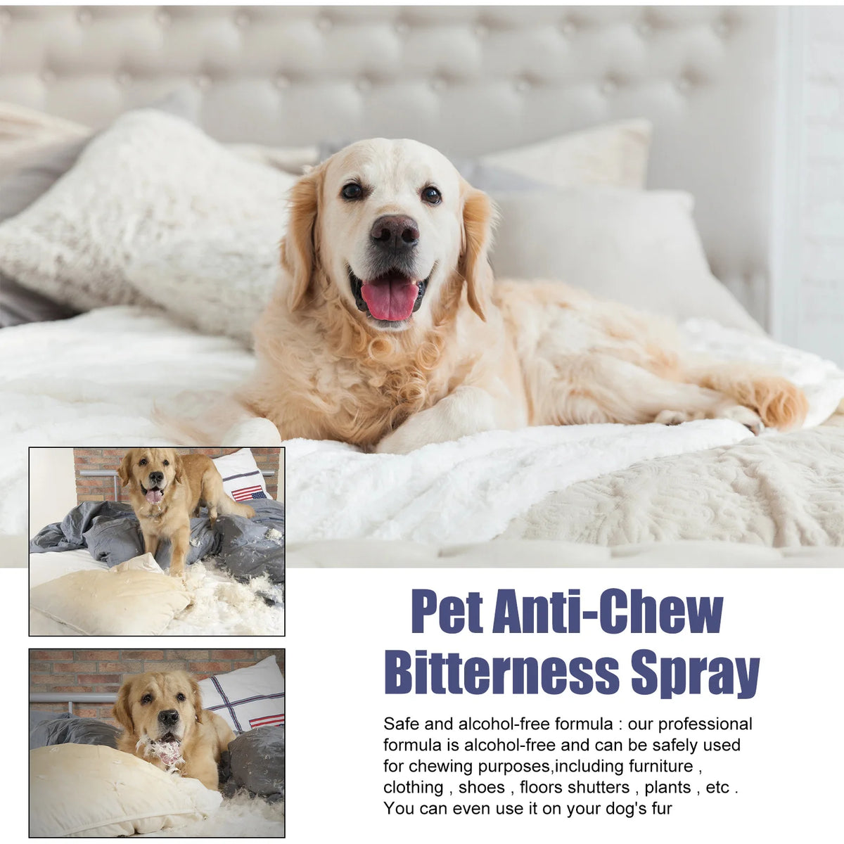 Un golden retriever allongé sur une couverture blanche dans un lit, avec une petite insertion du spray anti-tartre pour anima