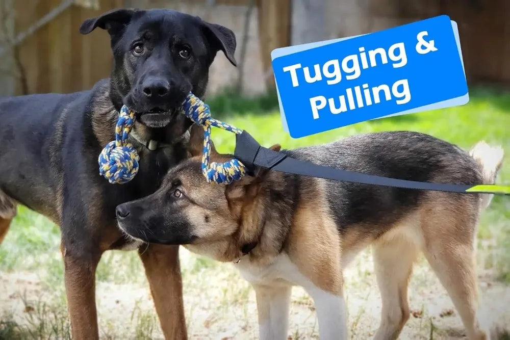 Interactive Bungee Tug Toy for Dogs