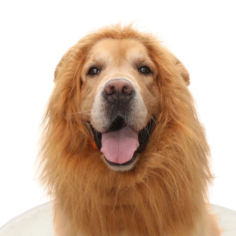 A golden-colored dog with a lion mane costume smiling and panting.