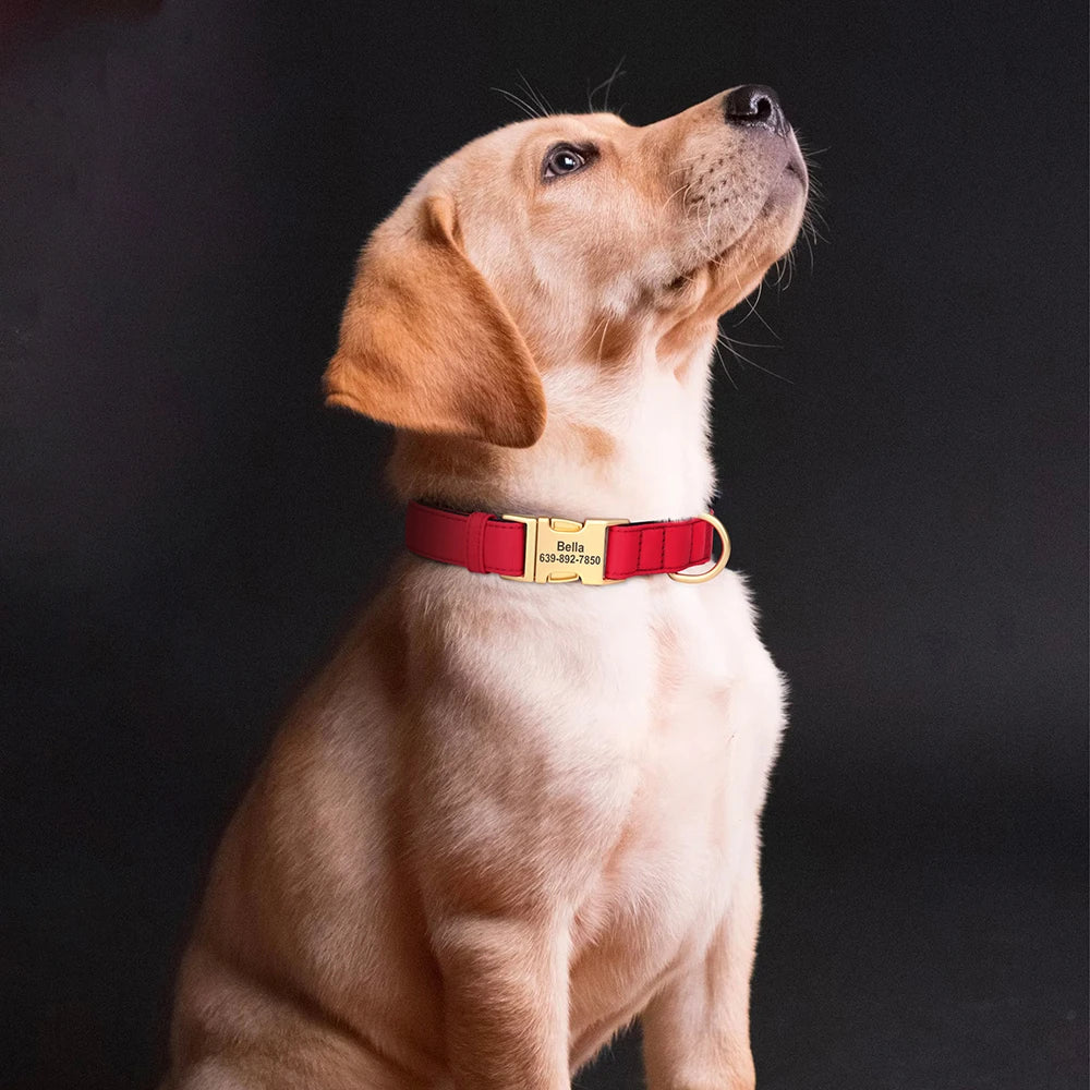 A light tan dog is looking up, wearing a red padded collar with custom ID engraving.