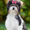 Handmade Dog Hair Bows with Rubber Bands - Colorful Wave & Flower Print Pet Grooming Accessories (50-Piece Set)