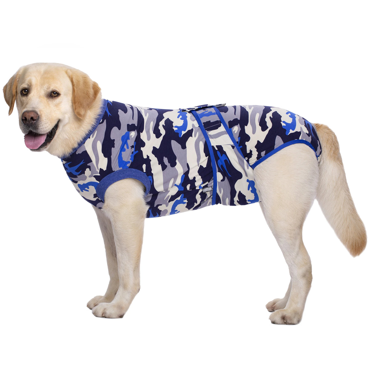 A light-colored Labrador dog wearing a blue and gray camouflage pet recovery suit.