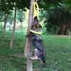 Anneau d'entraînement et disque volant en caoutchouc durable pour chien