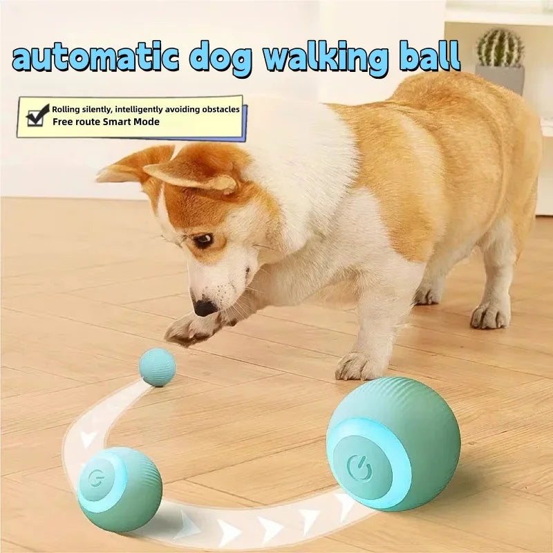 A fluffy dog is interacting with an automatic dog walking ball toy on a wooden floor.