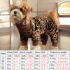A small dog wearing a leopard print jumpsuit in a studio setting.