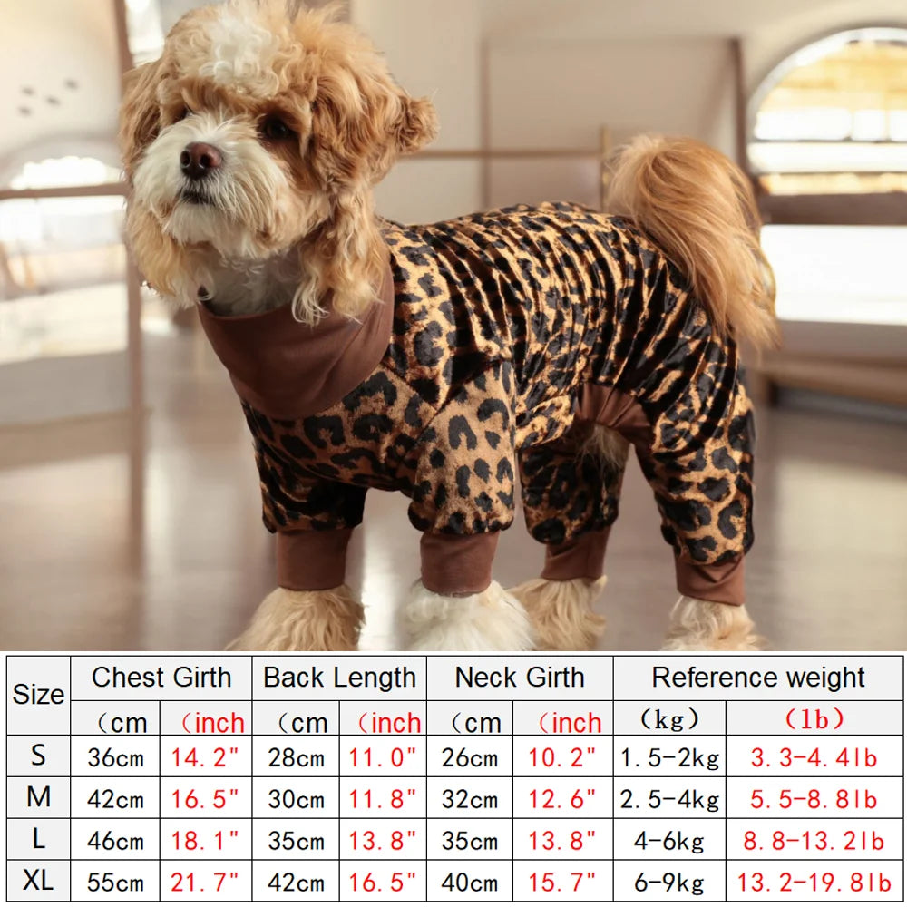 A small dog wearing a leopard print jumpsuit in a studio setting.