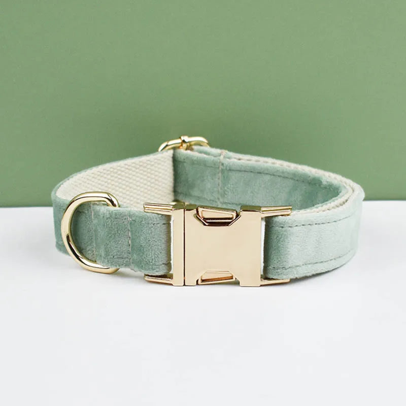 Set de collar, correa y arnés de perro de terciopelo verde claro con herrajes dorados.
