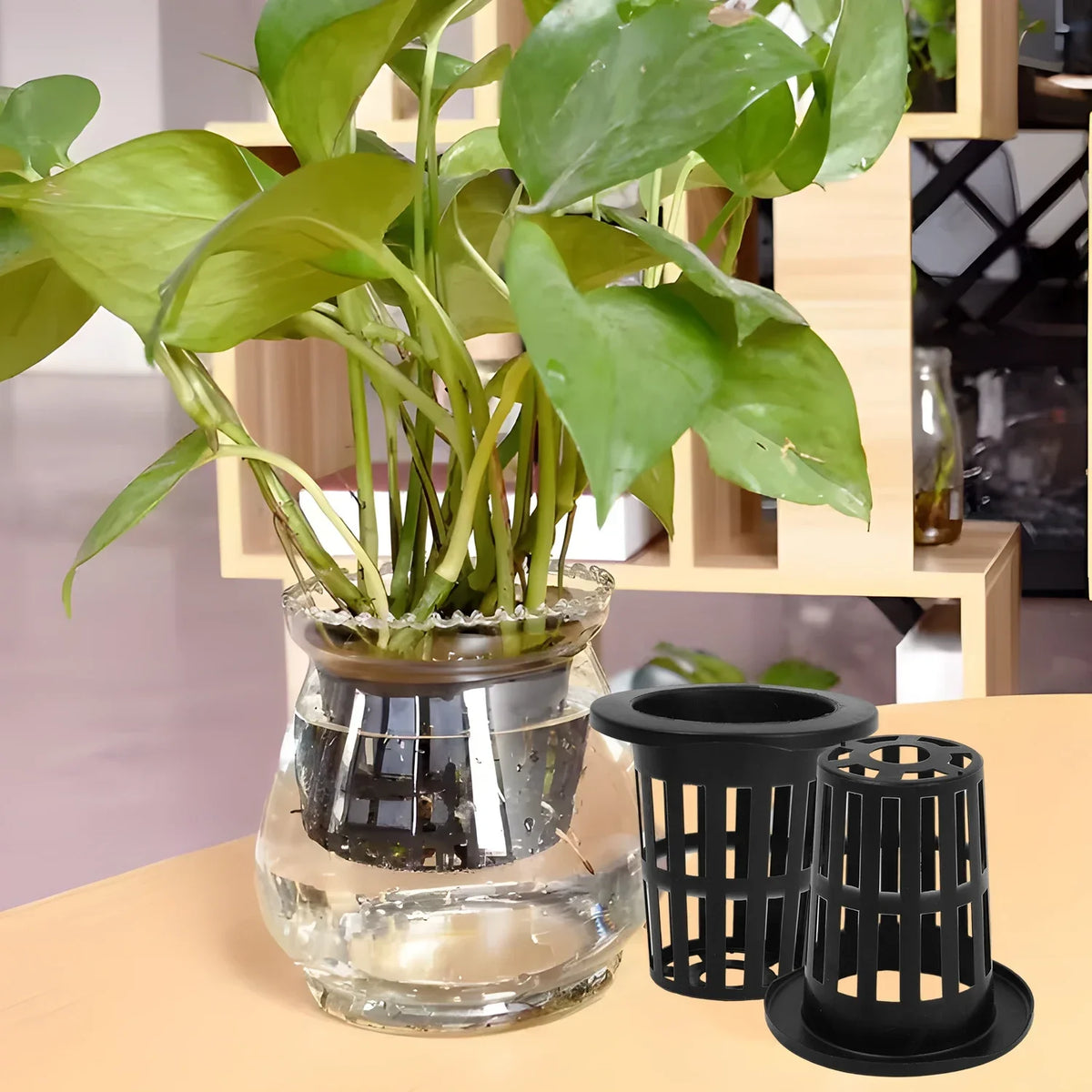 A clear glass pot holding a plant with long green leaves, next to black mesh net pots.