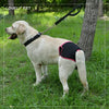 Reusable Dog Diapers for Heat Cycles and Incontinence