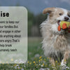 Collier Anti-Aboiements Rechargeable pour Chien
