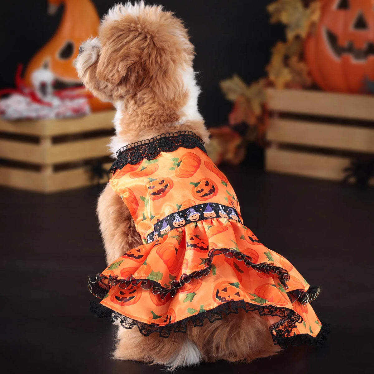 Pumpkin Lace Dog Dress for Small Dogs