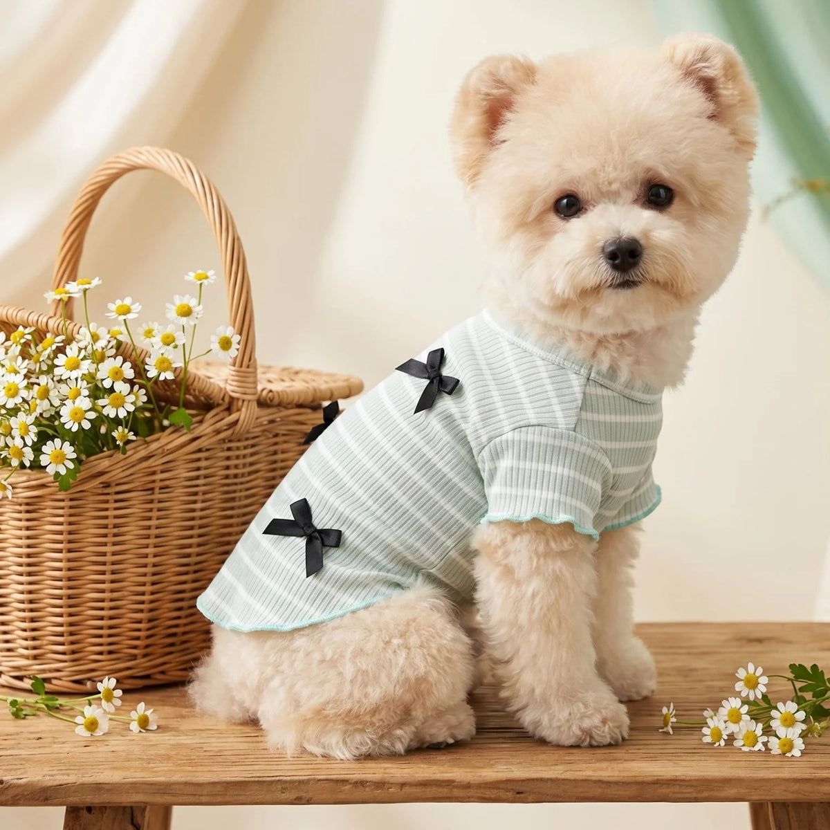 A fluffy light tan dog wearing a light green striped shirt with black bow accents sitting on a wooden surface.