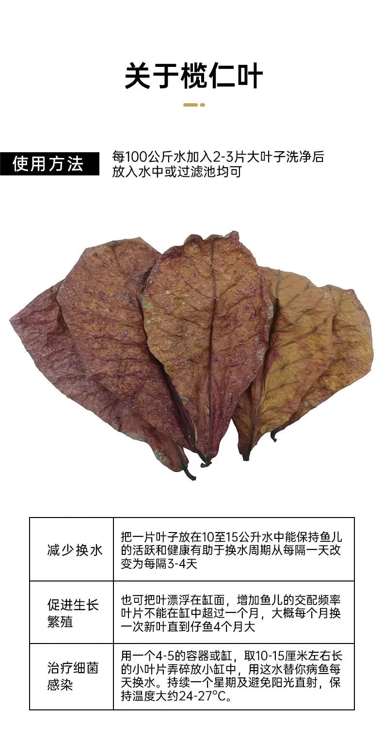 Natural Indian Almond Leaves for Aquarium Water Conditioning
