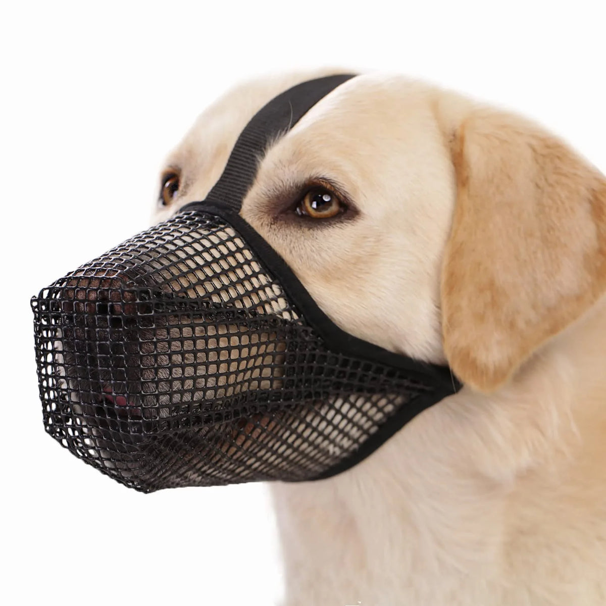 Un perro de color claro vistiendo un bozal suave de malla negra para protección de cebo.