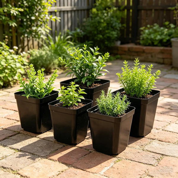 Mini Square Plastic Plant Pots with Drainage Holes for Seed Starting