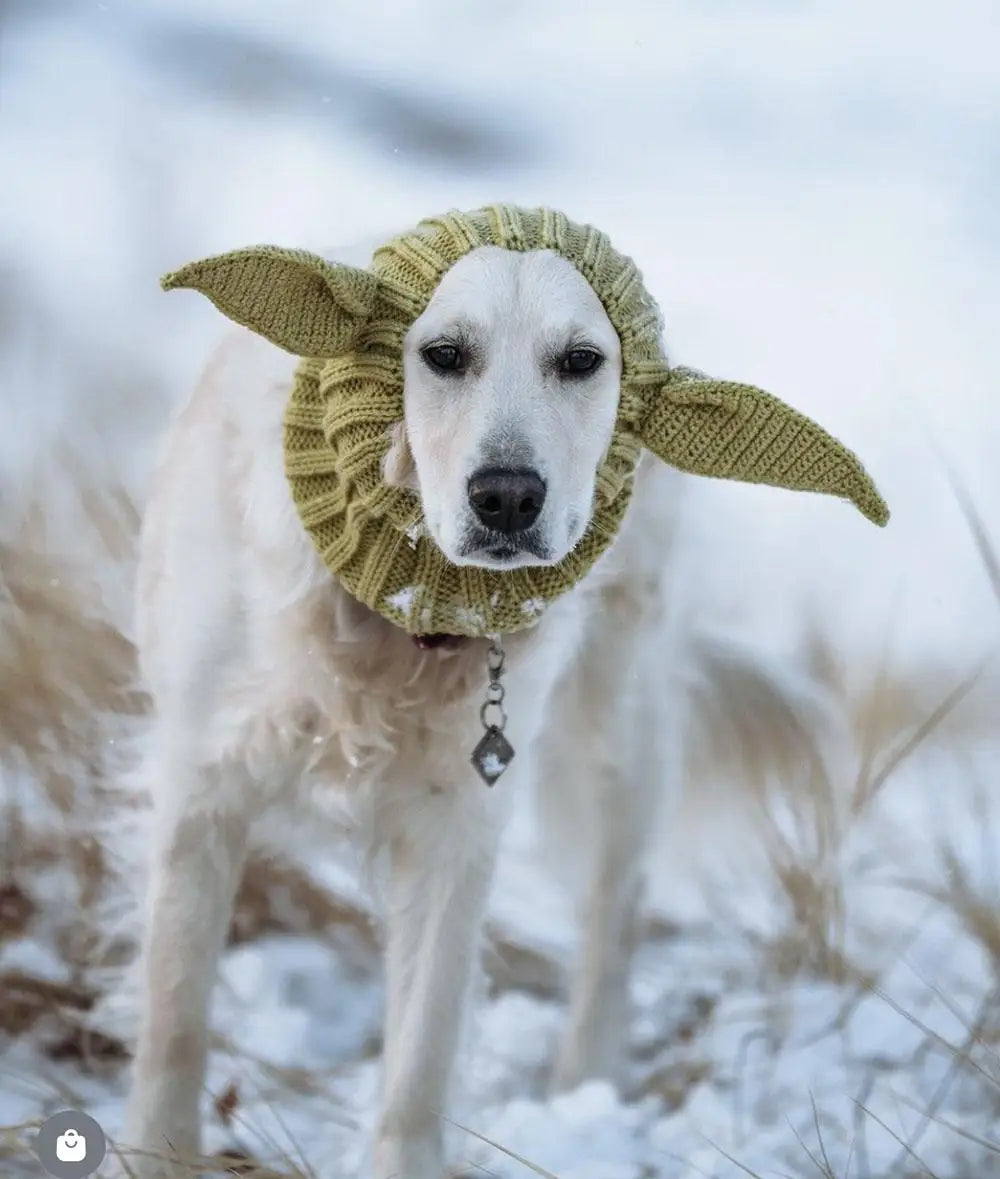Ein weißer Hund mit einer gestrickten grünen Ohrendocher in einer verschneiten Außenumgebung.