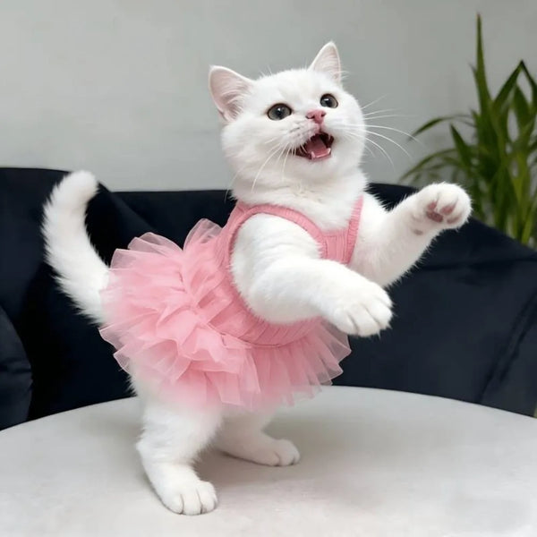Eine weiße Kitten trägt ein rosa Tüllkleid und lächelt, blickt nach oben.