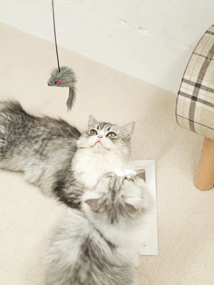 Zwei flauschige graue und weiße Kätzchen spielen mit einem hängenden Kratzspielzeug für Katzen.
