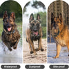 Three images showing a waterproof, dustproof, and bite-proof tactical dog collar in action.