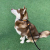 A brown and white dog wearing a black leash is sitting on green artificial turf.