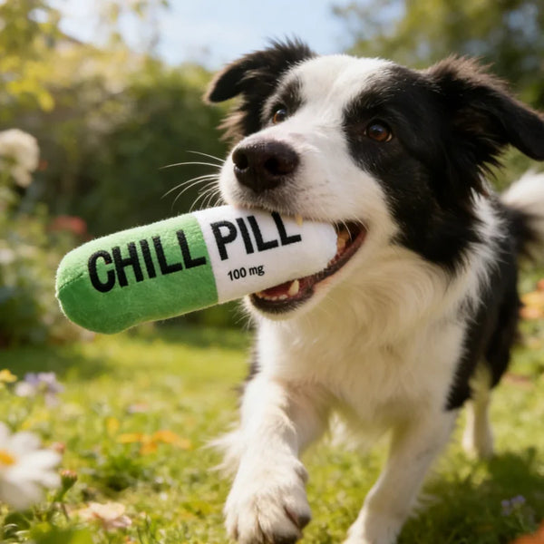 A black and white dog is holding a green pill shaped chew toy in its mouth outdoors.