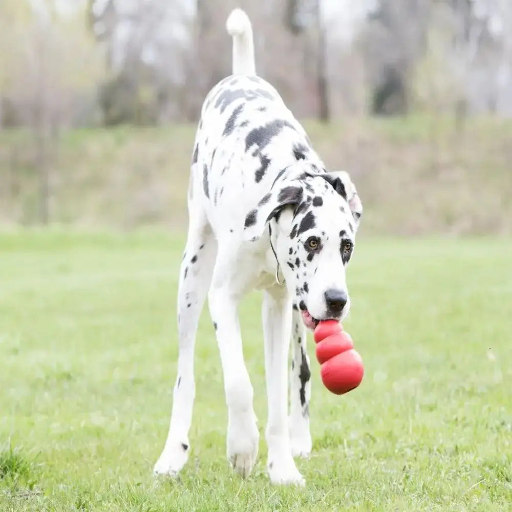 KONG Classic Durable Rubber Dog Toy with Erratic Bounce
