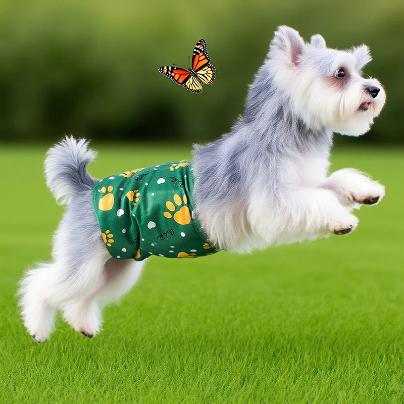 A fluffy gray dog wearing a green reusable belly band while leaping in a grassy field.
