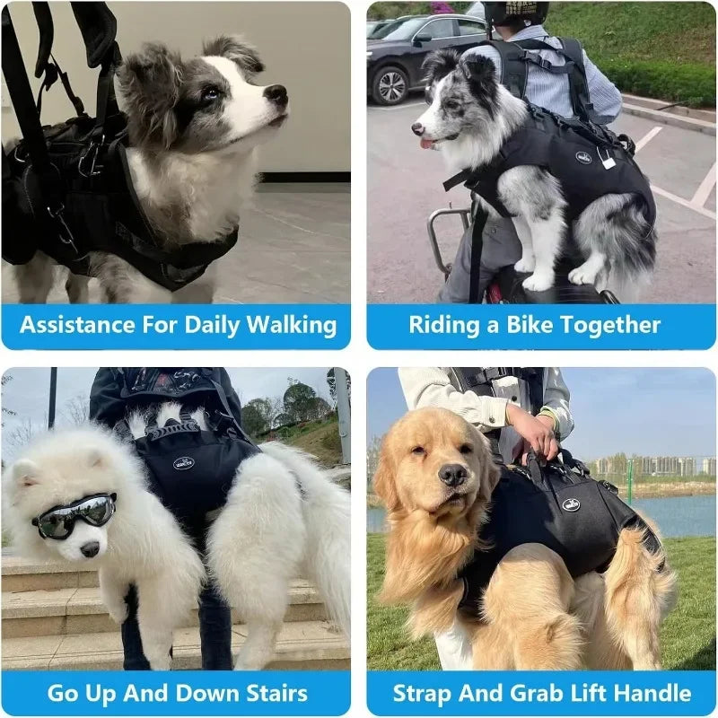 A dog is being assisted for daily walking, riding a bike together, going up and down stairs, and using a strap and grab lift 