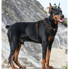A black and tan dog wearing a brown tactical harness standing on a rock.