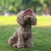 Gorra de Béisbol Ajustable para Perros