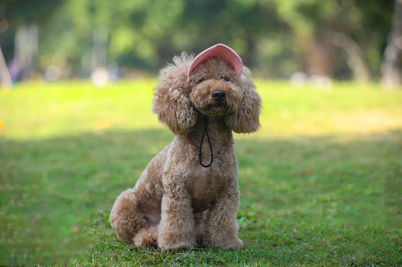 Gorra de Béisbol Ajustable para Perros