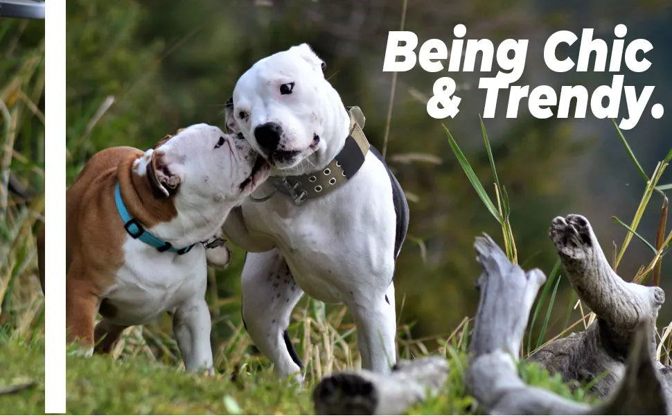A white dog stands next to a brown and white dog in a grassy outdoor setting.