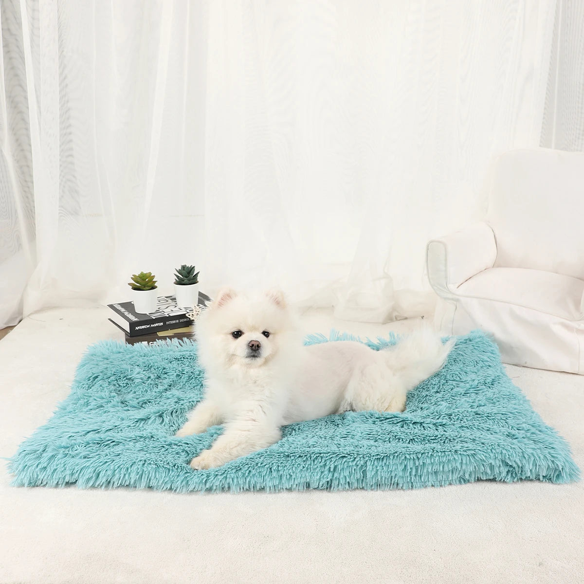 A fluffy white dog lies on a turquoise blanket in a bright room with sheer white curtains.