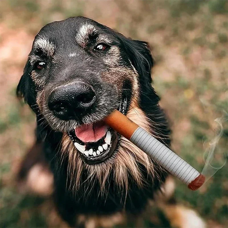 A black dog with long fur is holding a cigarette-shaped chew toy in its mouth.