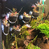 Saugnapf-Halter für Aquarium-Luftschläuche (5er-Pack)
